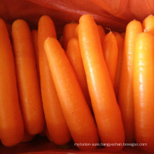 New Crop Fresh Carrot with Good Quality Lower Price